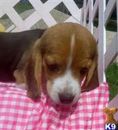 beagle puppy posted by Grannys Treasures